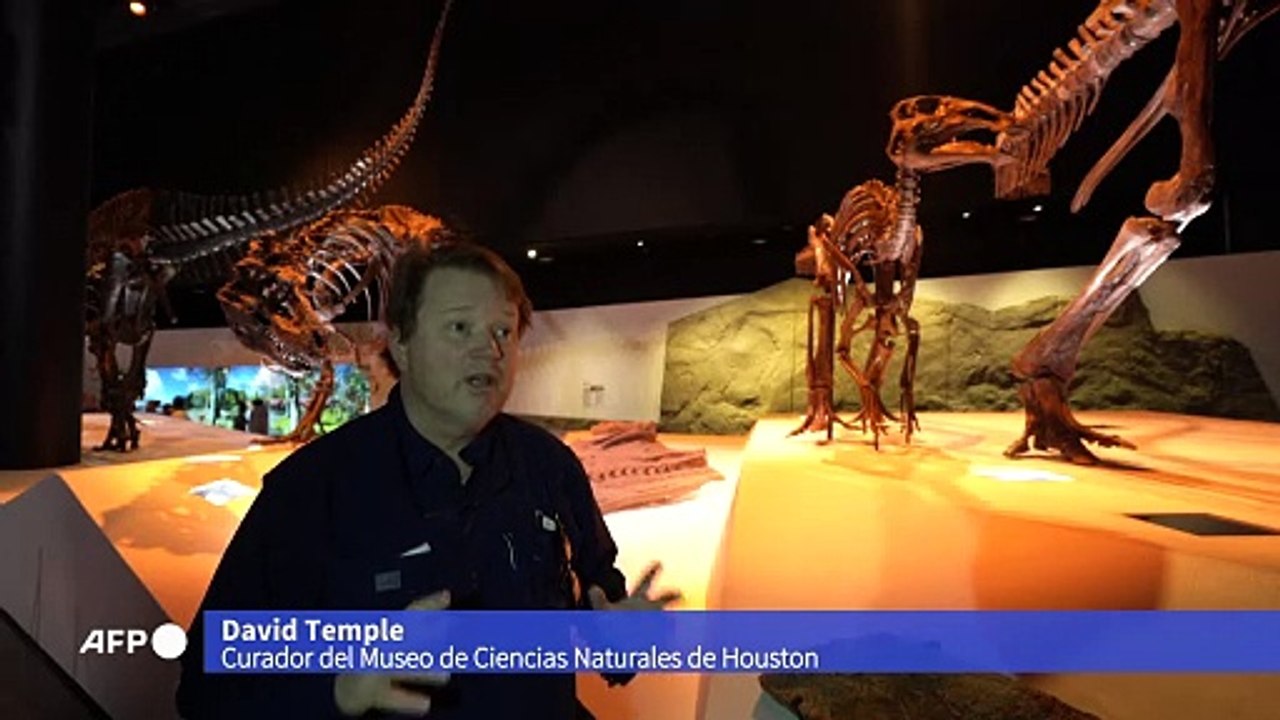 El arte de restaurar fósiles, "rompecabezas" de millones de años en EEUU