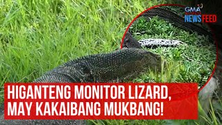 Higanteng monitor lizard, may kakaibang mukbang! | GMA Integrated Newsfeed