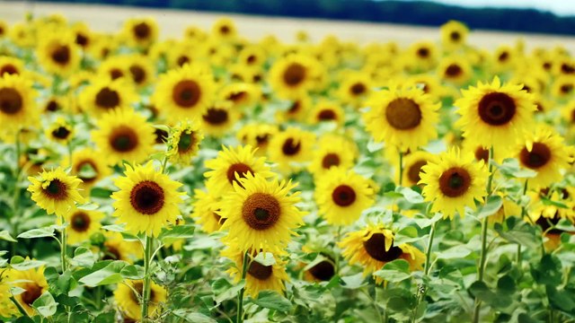 Jardim Dourado - Uma Odisseia Visual de Plantio de Girassóis!