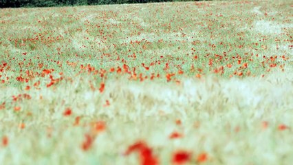 Cenário de Papoilas - Um Vislumbre da Beleza da Natureza!