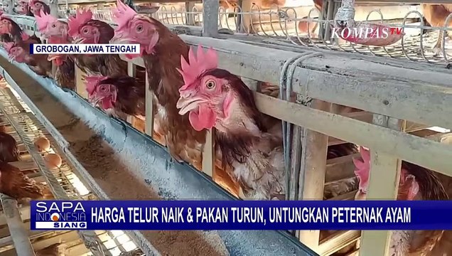 Harga Telur Naik dan Pakan Turun, Peternak Ayam Senang Karena Untung Lebih Banyak!