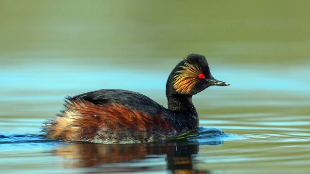 The Black-Necked Grebe: Close Up HD Footage (Podiceps nigricollis)