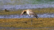 The Black-Tailed Godwit: Close Up HD Footage (Limosa limosa)