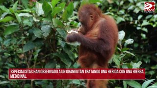 Los orangutanes tratan sus heridas con hierbas medicinales