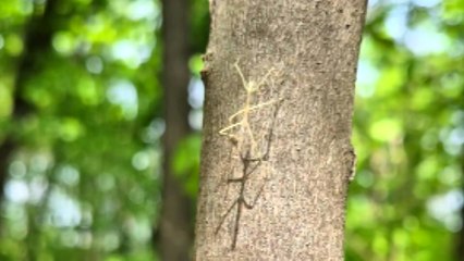 대벌레 잡는 곰팡이 '녹강균' 효과 확인...방제 활용 / YTN