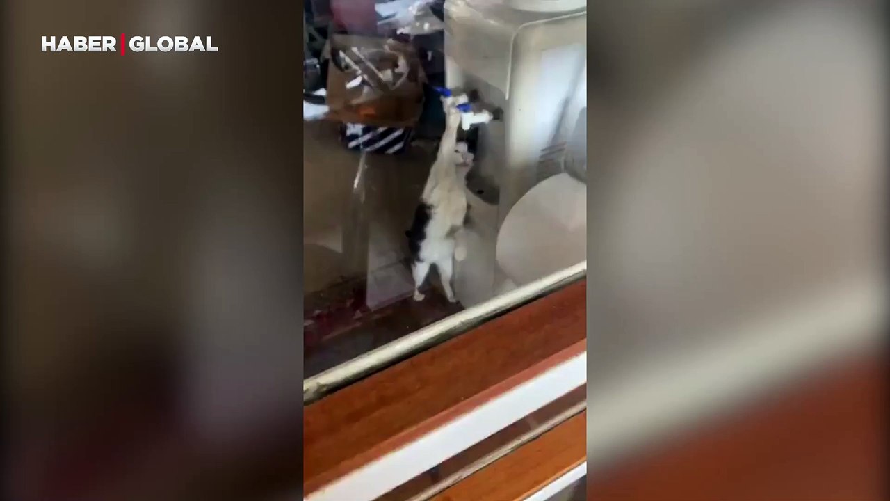 Su sebilisinden kendi kendine su içen kedi sosyal medyada ilgi odağı oldu: "Self servis"