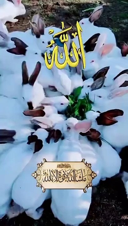 Чтение Священного Корана (8)