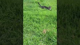 Cats Enjoy Fun Day At Grass Field