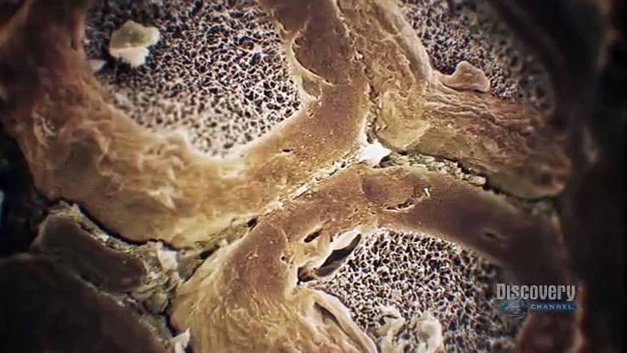 Human Body Pushing the Limits Episode 3: Sensation