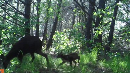 천연기념물 사향노루 야생 출산...CCTV 공개 [앵커리포트] / YTN