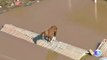 Dramática imagen de un caballo atrapado sobre un tejado rodeado de agua por las inundaciones en Brasil
