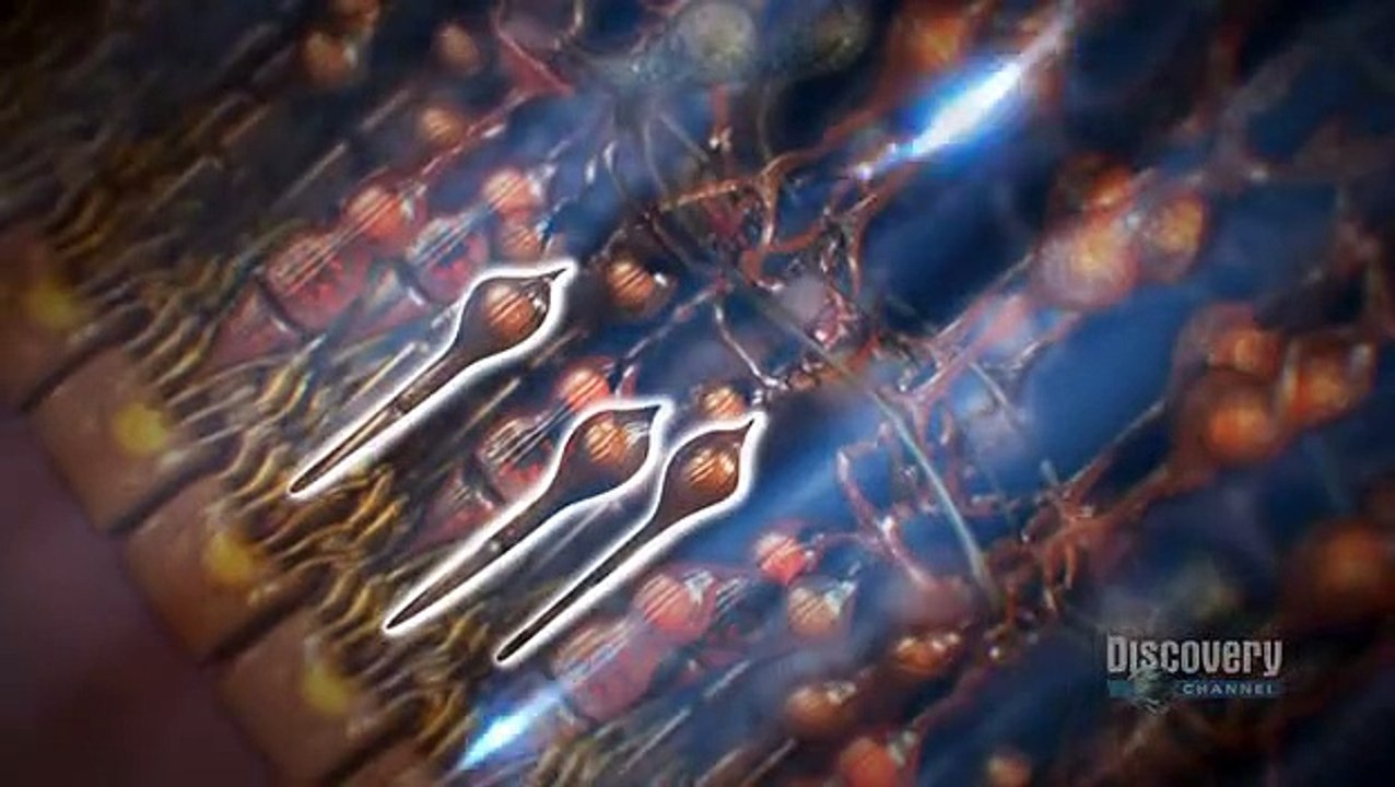 Human Body Pushing the Limits Episode 2: Sight