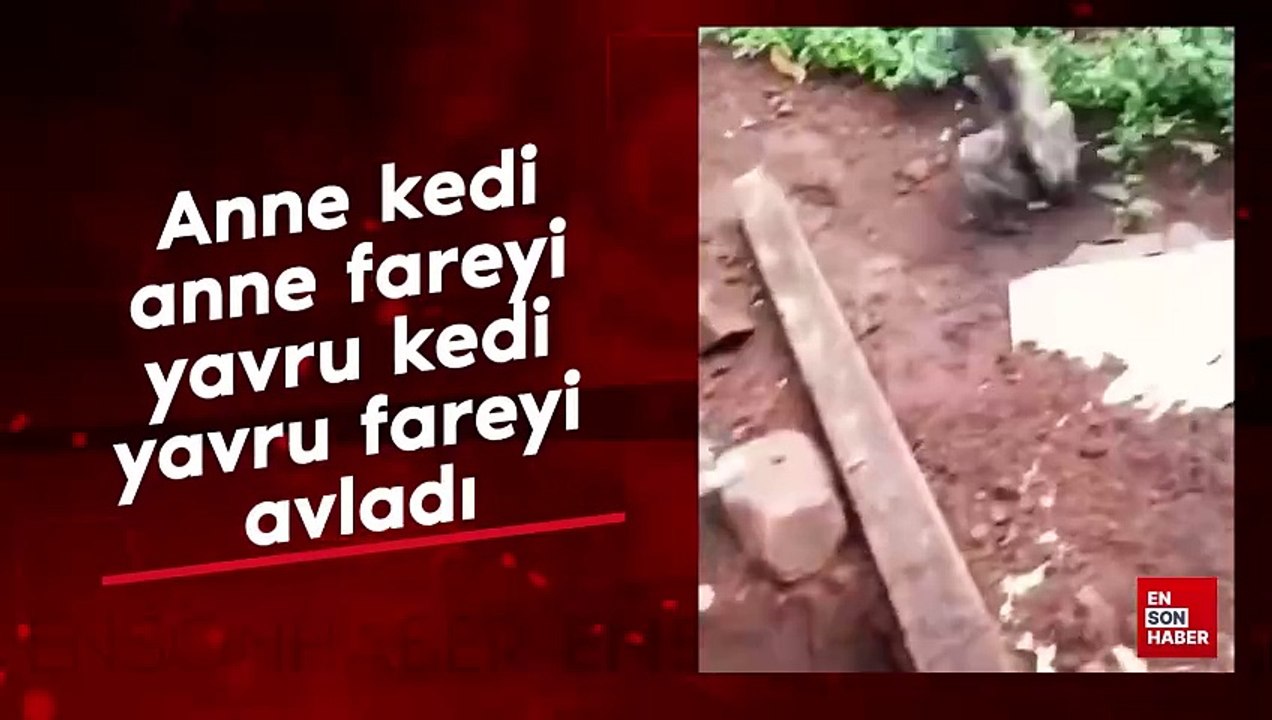 Anne kedi anne fareyi yavru kedi yavru fareyi avladı