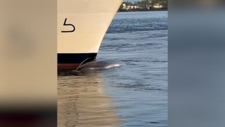 ‘Mystery’ whale carcass measuring 44ft blocks cruise ship from docking in New York