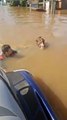 Cavalo submerso em Canoas é resgatado por vice-prefeito