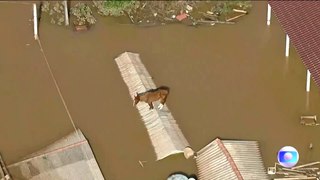 Brésil : piégé par les inondations, ce cheval se réfugie sur le toit d'une maison