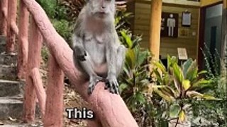 Monkey Madness | Tourist Gets Hilariously Schooled by Mischievous Primate