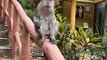 Monkey Madness | Tourist Gets Hilariously Schooled by Mischievous Primate