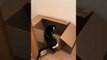 Cat Jumps Into Cardboard Box and Slides Down Stairs