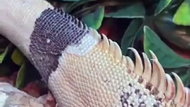 The process of a lizard changing its skin