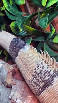 The process of a lizard changing its skin