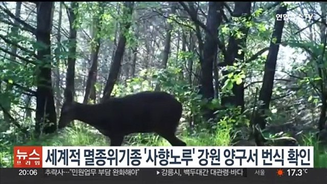 세계적 멸종위기종 '사향노루' 강원 양구서 번식 확인