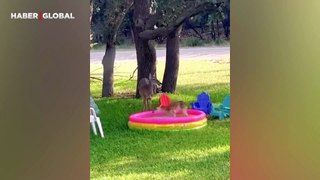 Villanın bahçesindeki bebek havuzuna giren geyik yavrusu, annesi tarafından pür dikkat izlendi
