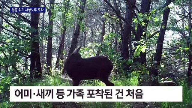 멸종위기 ‘사향노루’ 가족 포착