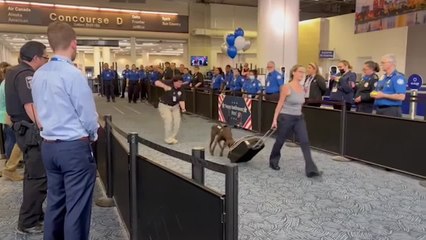 Se jubila el primer perro detector de explosivos de la TSA del aeropuerto internacional Mitchell