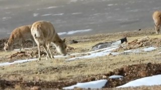 Pregnant Xizang Antelopes Begin Annual Migration for Birthing Season