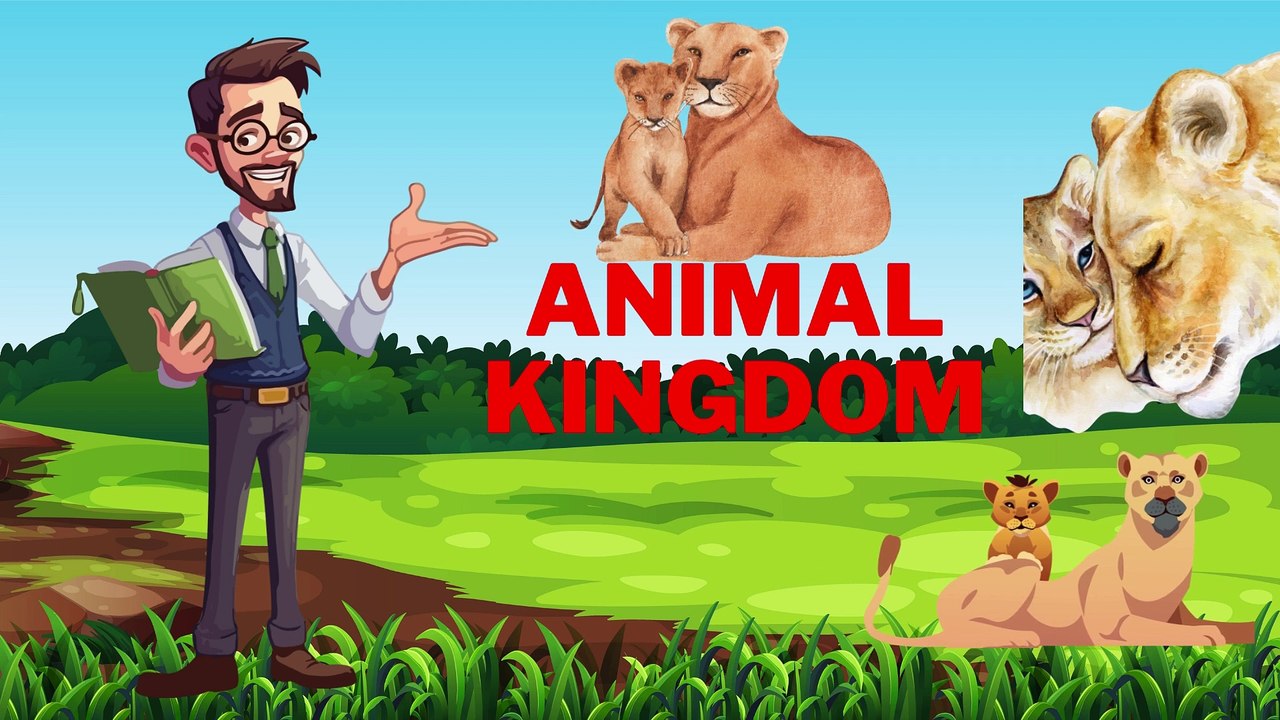 Zhingalala animal kingdom cutest  zebra giraffe deer families