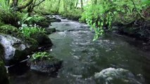 Nature Sounds of a Forest River for Relaxing Natural meditation music of a Waterfall & Bird Sounds