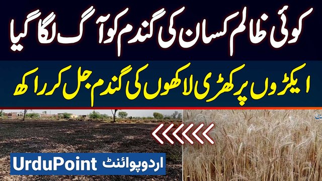 Zalim Insan Ne Kisan Ki Gandum Ko Aag Laga Di - Lakhon Ki Gandum Jal Kar Rakh Ban Gai