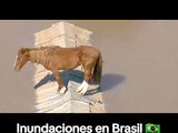 Imágenes de este caballo parado sobre un tejado en la localidad de Canoas en Brasil, tras las inundaciones ocurridas en el sur de ese país el pasado 4 de mayo, se muestran en redes sociales.  Según la información