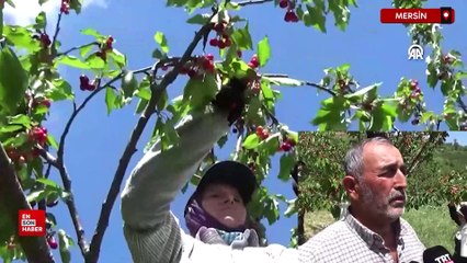 Mersin'de açık alanda üretilen kirazda hasat başladı
