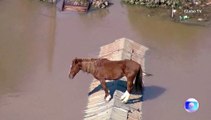 Il cavallo Caramelo commuove il Brasile: rimasto bloccato su un tetto per colpa delle inondazioni a Porto Alegre