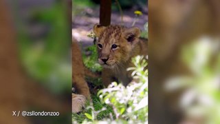 Three Asiatic lion cubs play outside for the first time