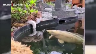 Her gün göle gelerek balıkları sevip giden kedi kahkahaya boğdu