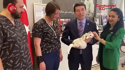 CHP'li Ortahisar Belediyesi trafik kazası geçiren 'Sütlaç'ı sahiplendi