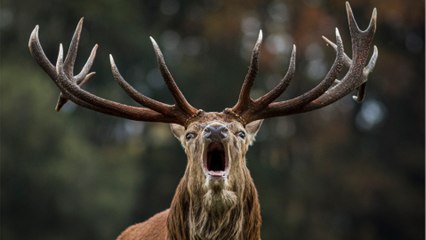 Jäger tot nach Zombie-Hirschfleisch: Virus auch auf Menschen übertragbar?