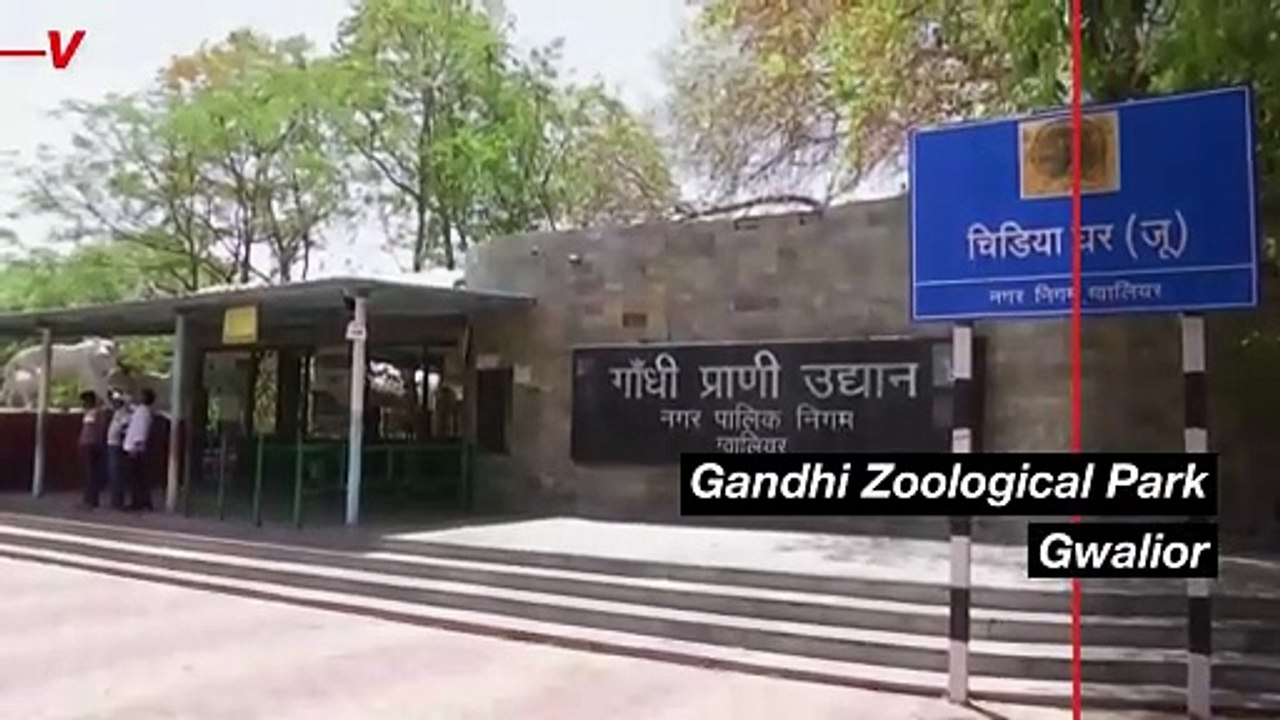 Indian Zookeepers Are Helping Their Animals Cool Off in a Heat Wave
