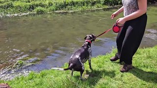 This is the moment dog owner pulled into Derbyshire river - by her excited pet