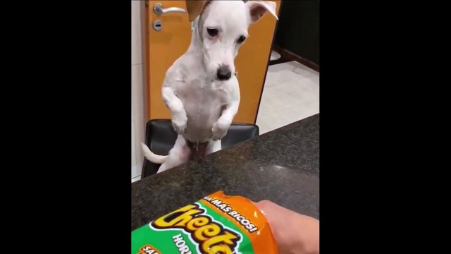 Quand tu fais une mauvaise blague à ton chien