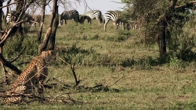 Cheetah speed demon | Fastest Land Animal in The World