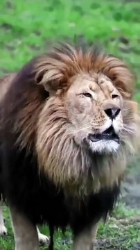 Lion Roaring sound