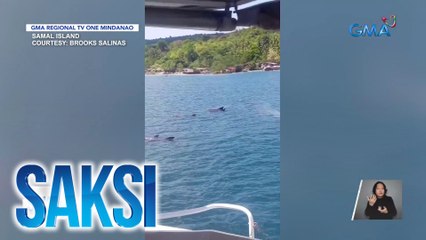 Mga whale dolphin, lumitaw at nakisaya sa island hopping ng mga turista | Saksi