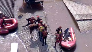 Janja celebra resgate da égua caramelo em Canoas, no RS