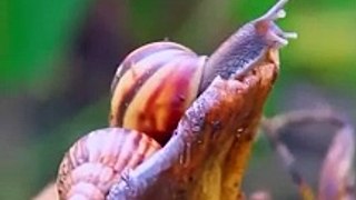 El caracol africano fue detectado en cultivos del Trópico cochabambino. Pero, ¿qué es esta especie? ¿Es peligrosa?
