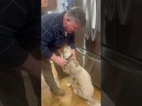 Golden Doodle Mistakenly Swallows Owner's Diamond Ring