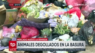 Vecinos denuncian la existencia de cuerpos de terneros en un contenedor de la zona del mercado nuevo La Ramada